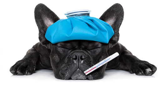 Guest Interview: Canine Influenza with David Pearsall