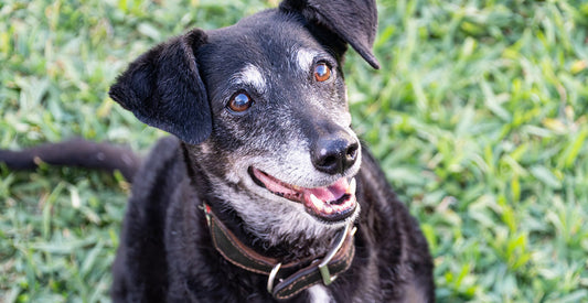 Senior Pets in December: Extra Care Tips for Cold Joints and Slower Digestion