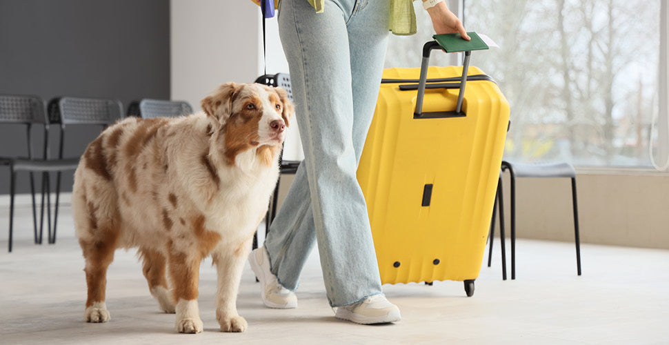 Holiday Travel Prep: Keeping Pets Stress-Free on the Road