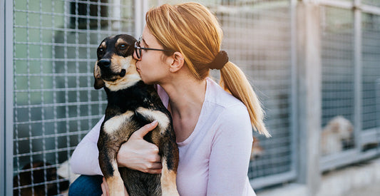 Small Changes, Big Impact: How Clean Bowls Improve Shelter Pet Health