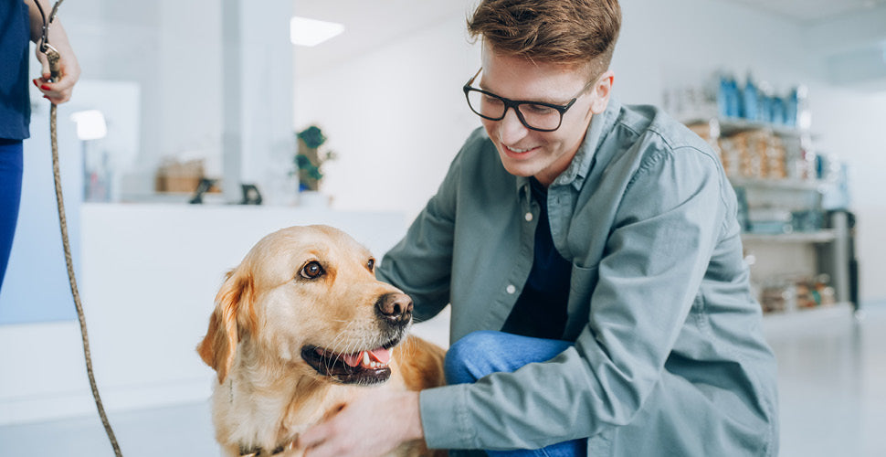 New Season, New Pets: How to Welcome Fall Clients with Confidence