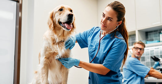 National Pet Insurance Month: How Clean Bowls Support Pet Health & Lower Vet Costs