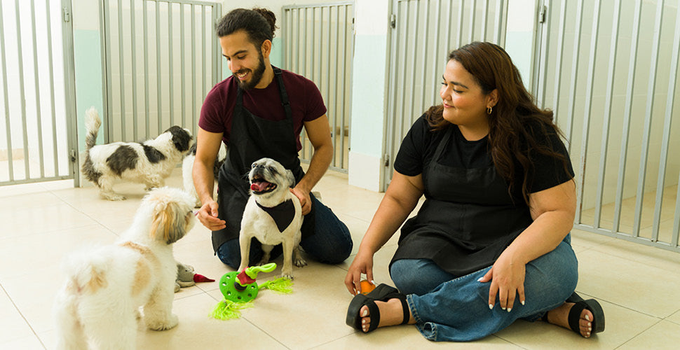 Cold Weather, Busy Facilities: How Clean Feeding Systems Protect Pets