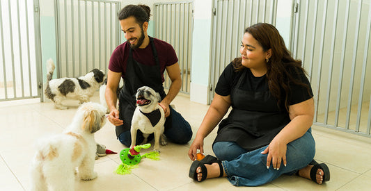 Cold Weather, Busy Facilities: How Clean Feeding Systems Protect Pets