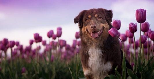 Spring Is Here: How to Prep Your Pet for Seasonal Allergies