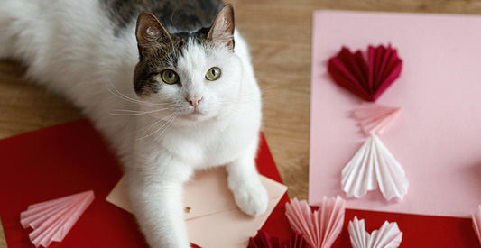 Cabin Fever Is Real: Keeping Pets Mentally Stimulated in February