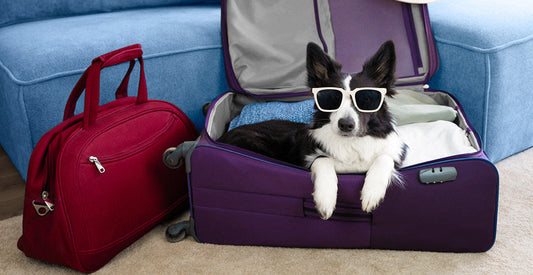Pet Care Routines for Summer Travel Season