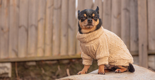 Preparing Senior Pets for Cold Weather