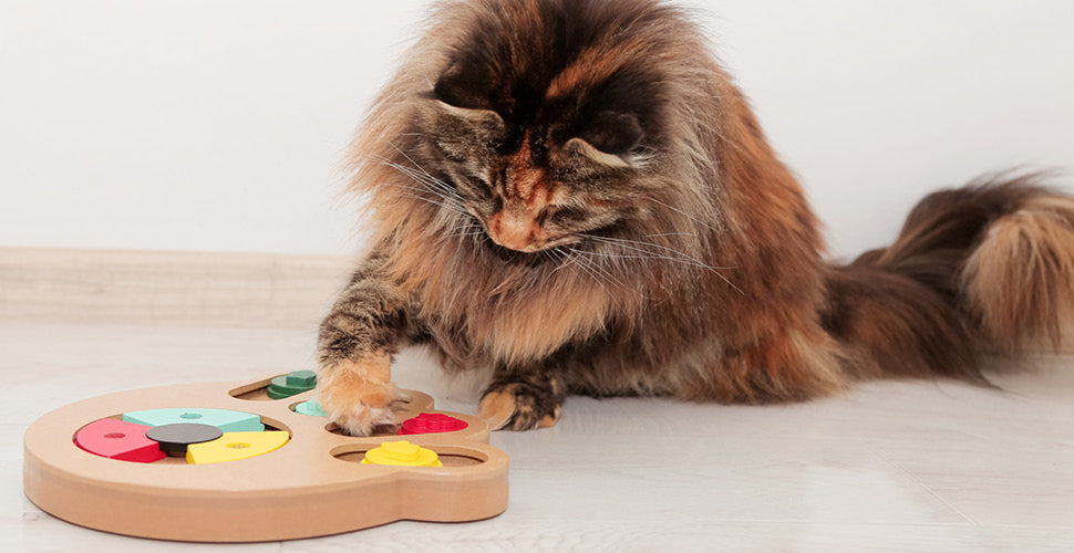 Enrichment on a Schedule: Quick Wins for Busy Families & Pet Pros