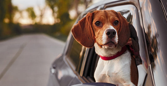 Pet Care Pros on the Go: 5 Tips to Stay Sustainable While Traveling with Pets