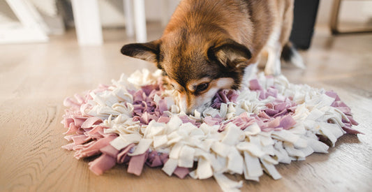 Summer Boredom Busters for Pets