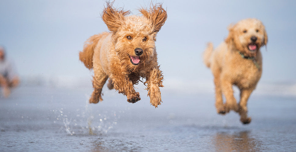 Summer Pet Safety: Heat, Hydration, and Hazards: Keeping Your Pets Safe When Temperatures Rise