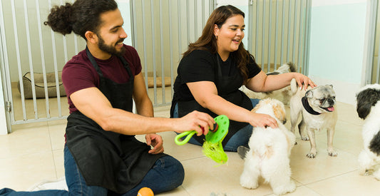 Boarding Your Pet in Winter? What to Ask About Cleanliness and Feeding Routines