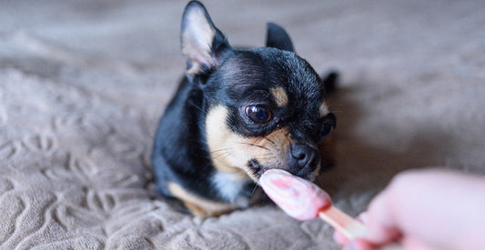 Winter Hydration for Pets: Why Cats and Dogs Drink Less (and How to Help)