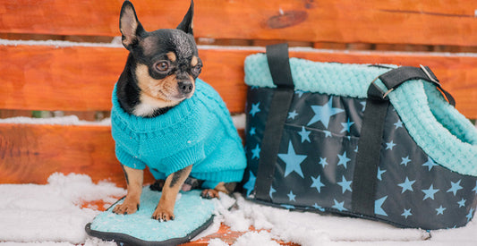 Is It Too Cold to Walk My Dog? Winter Temperature Guidelines for Pets