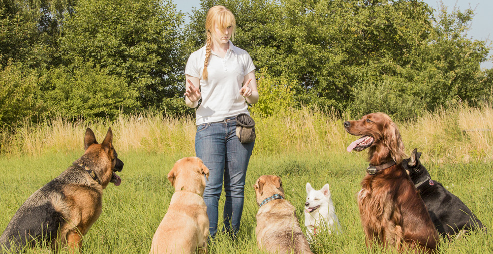 how do i get clients for my dog walking business