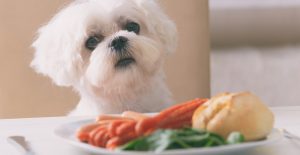 dog eating dinner