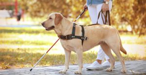 misconceptions about service dogs