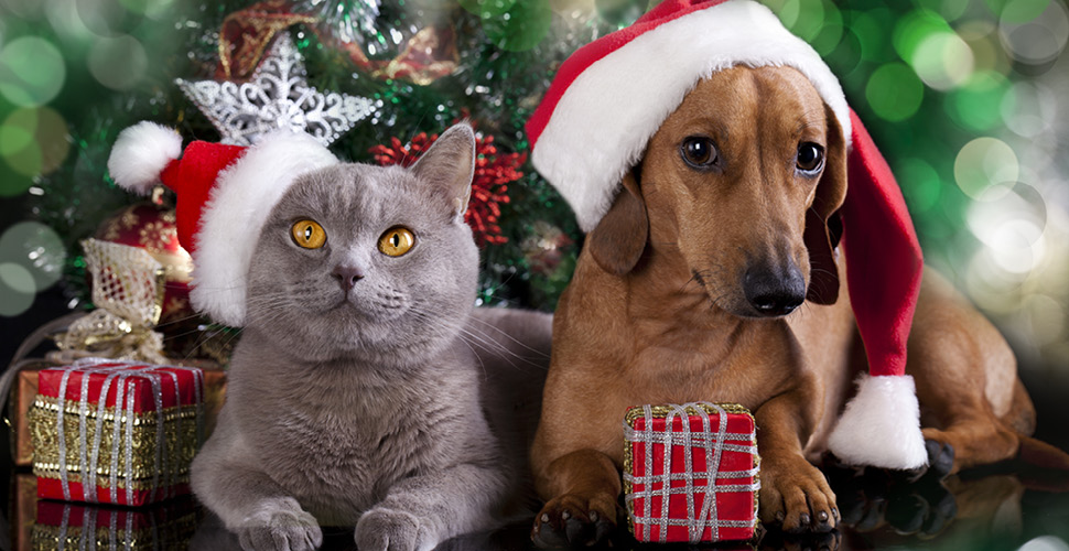 5 gifts to get the pet lover in your life