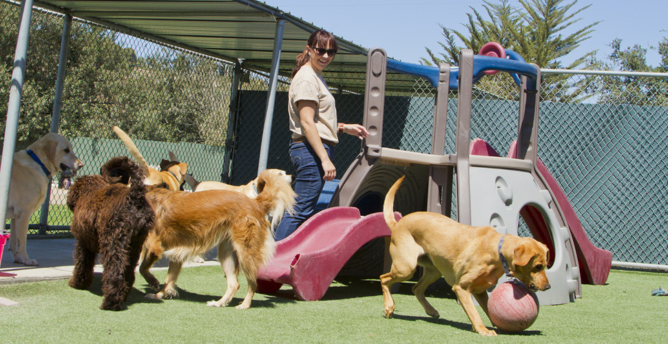 Dog boarding – Know the Choices You Can Make