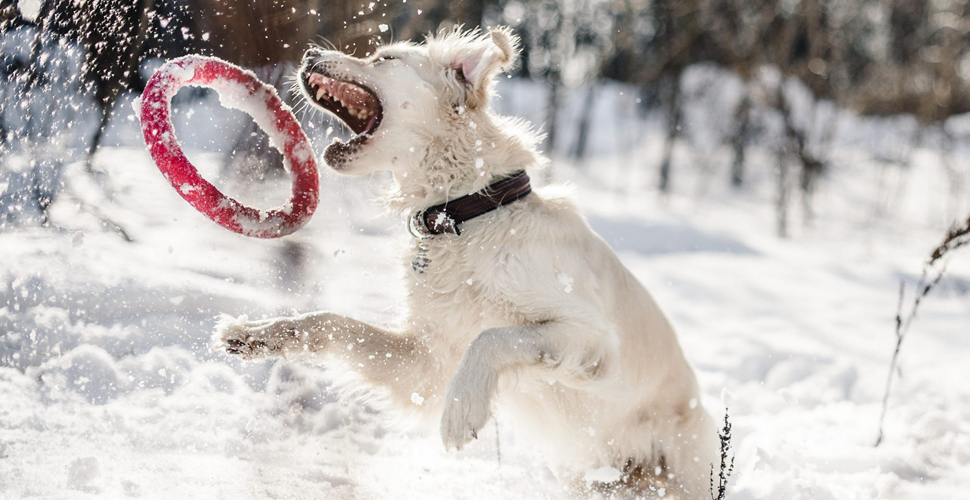 3 Fun Ways to Exercise Your Pet During the Winter