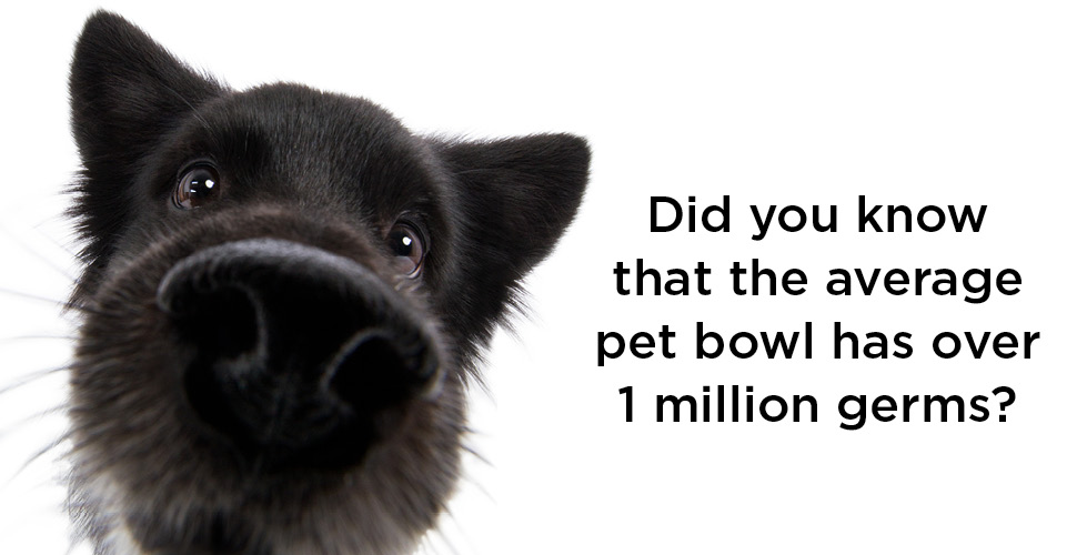 4 Amazing Facts About Your Dog’s Nose