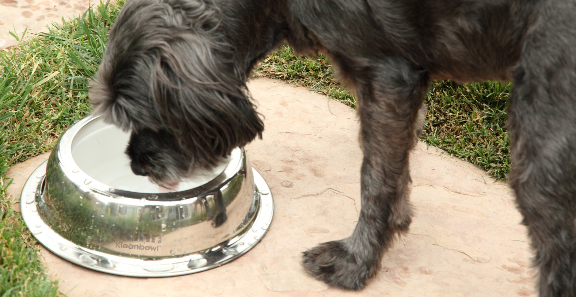 The Importance of Hydration: 3 Things You Didn’t Know About Water and Your Pets