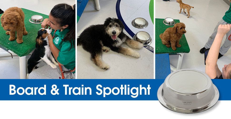 Is a Board & Train Program Right for Your Petcare Facility?