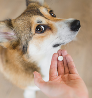 Dog questioning pill