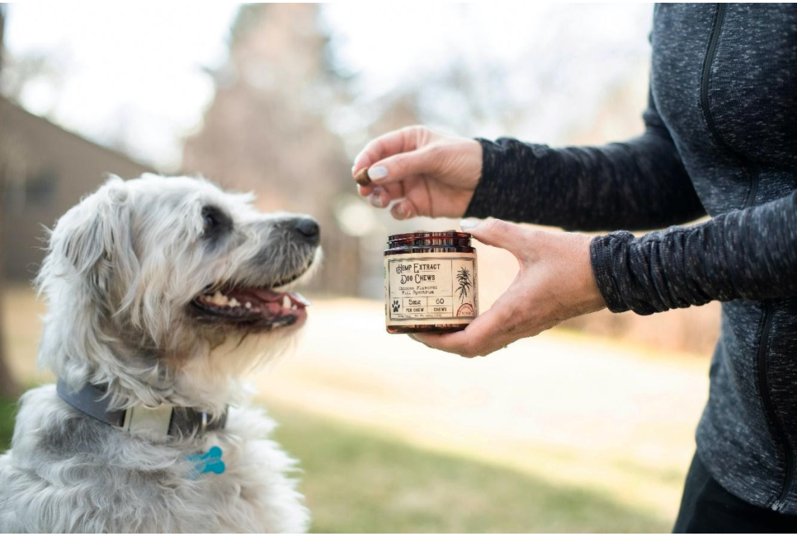 CBD for Dogs – A Beginners Guide