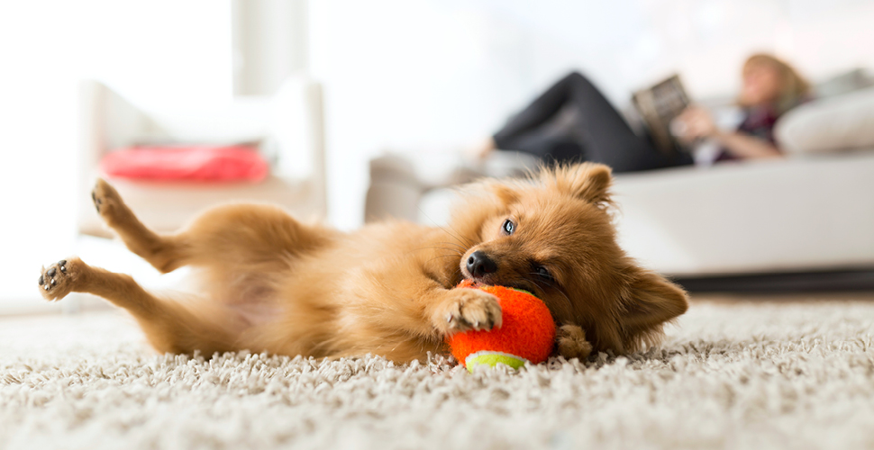 5 Fun Indoor Ideas to Keep Your Dog Engaged During Bad Weather