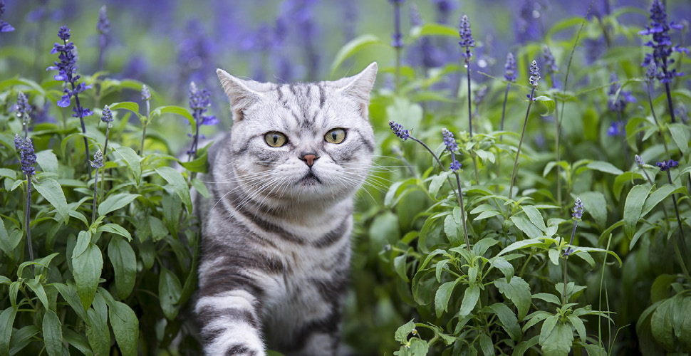 4 Signs Your Pet Has Allergies
