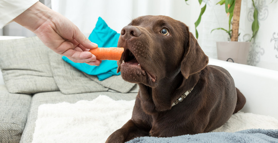 chocolate lab eating a carrot