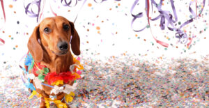 dachshund surrounded by party streamers