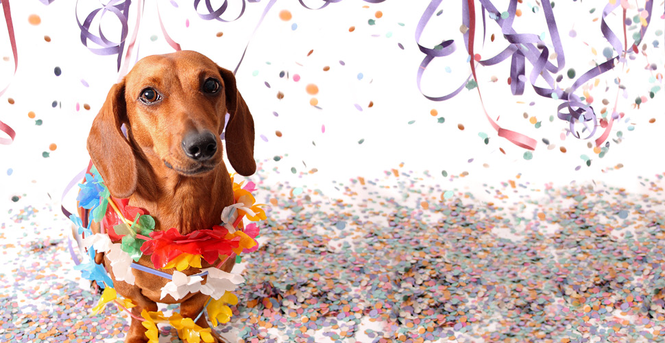 Your Pet-Friendly Event Checklist: 4 Things You Need to Have for Your Next Pet-Friendly Event