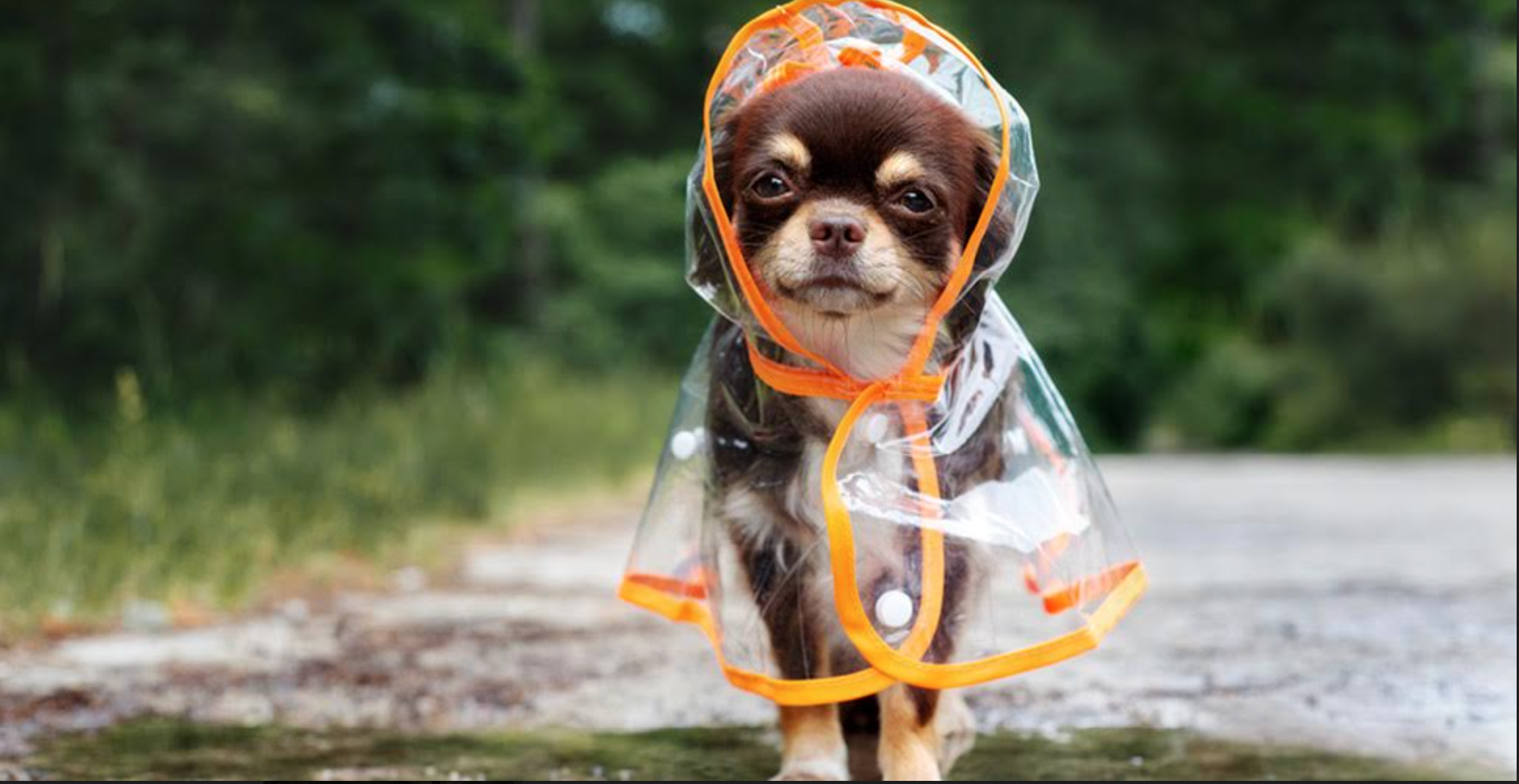 brown Chihuahua wearing a clear and orange lined rain coat walking on a rainy day. very cute. he looks happy despite the rain