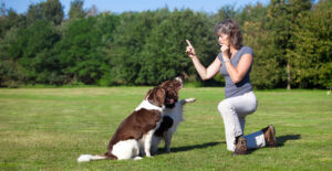 woman training 2 brown and white dogs