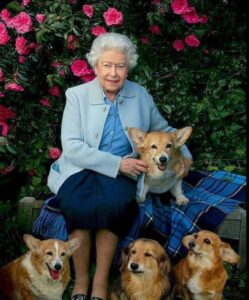queen elizabeth with her 4 dogs