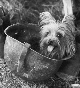 smoky the yorkie in a vintage army helmet. photo is in black and white