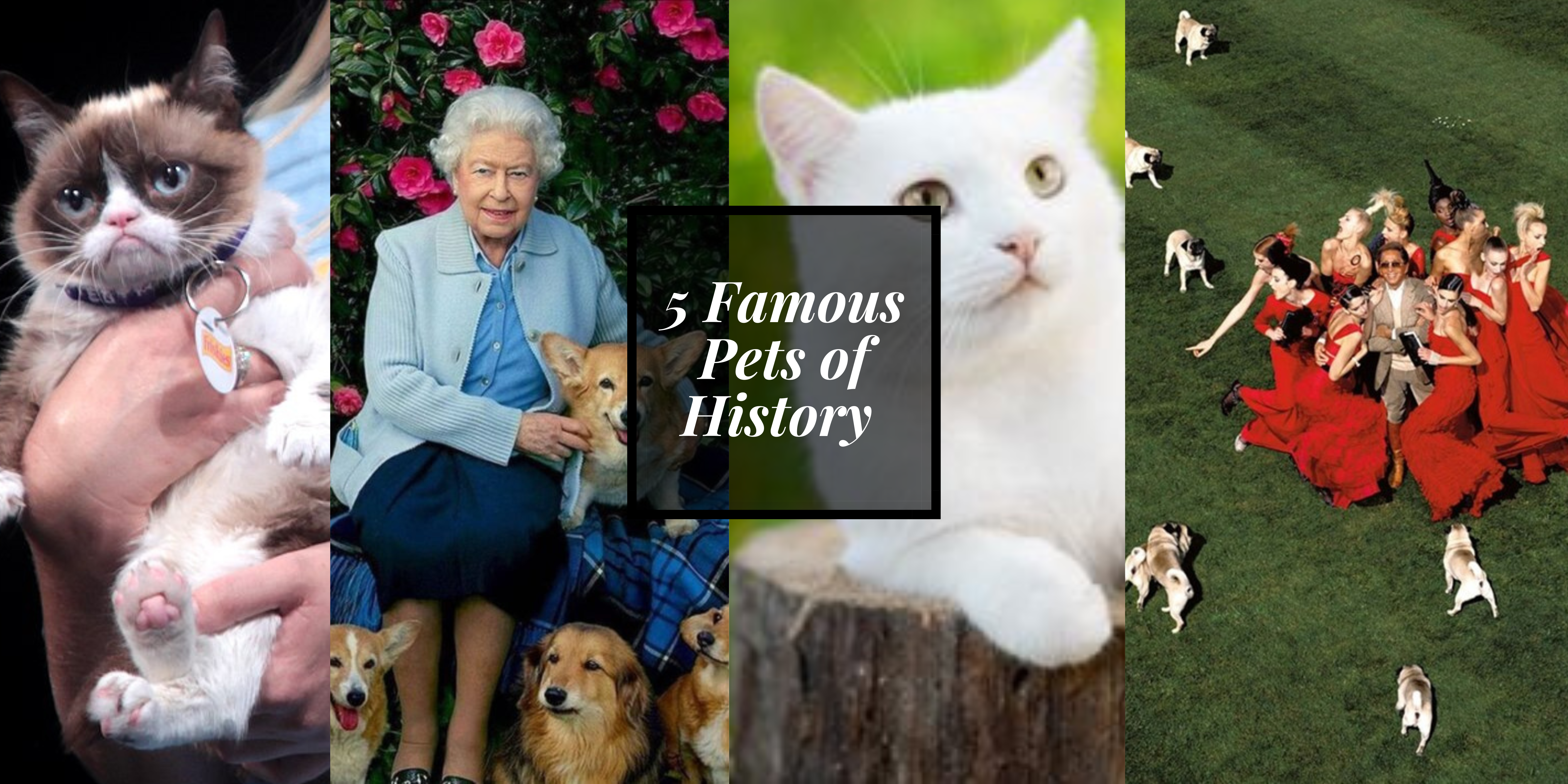 National Pet Month: 5 Famous Pets of History