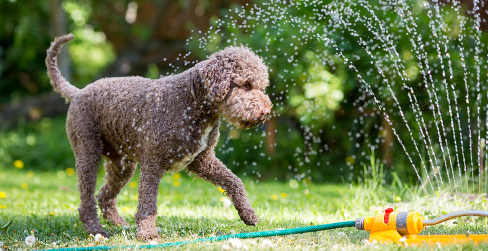 3 Ways to Keep Your Dog Cool This Summer