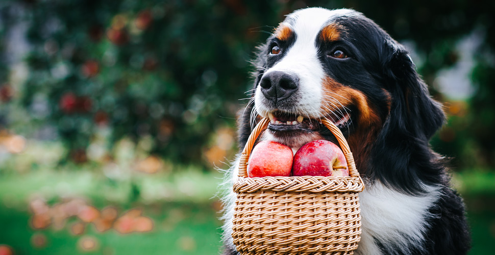 large saint bernard looking dog holding a basket of apples