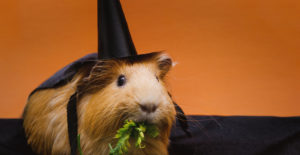 guinea pig light brown eating some greens dressed as a witch