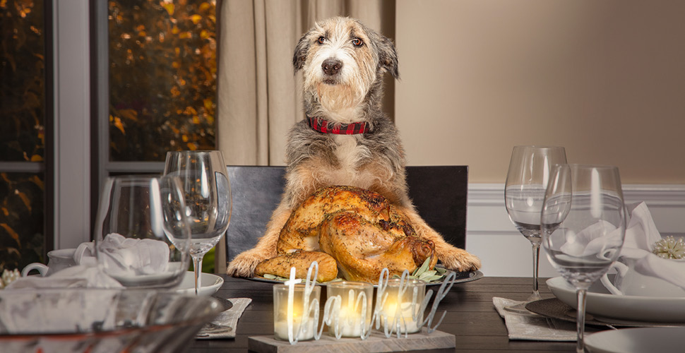 Holiday Foods to Avoid for Pets (2022)