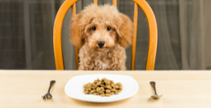 golden colored poodle sitting at a dinner table with a plate of dog kibbles and a fork and spoon