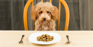 7 Pet Food Trends to Discuss With Your Vet Before You Try