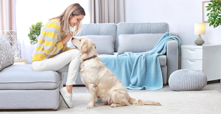 how-to-prepare-your-pet-for-an-in-home-pet-sitter-kinn-inc