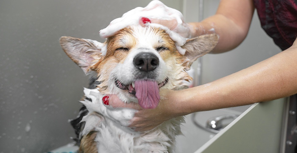 Maximizing Your Business Potential: The Advantages of Organic Pet Care Products