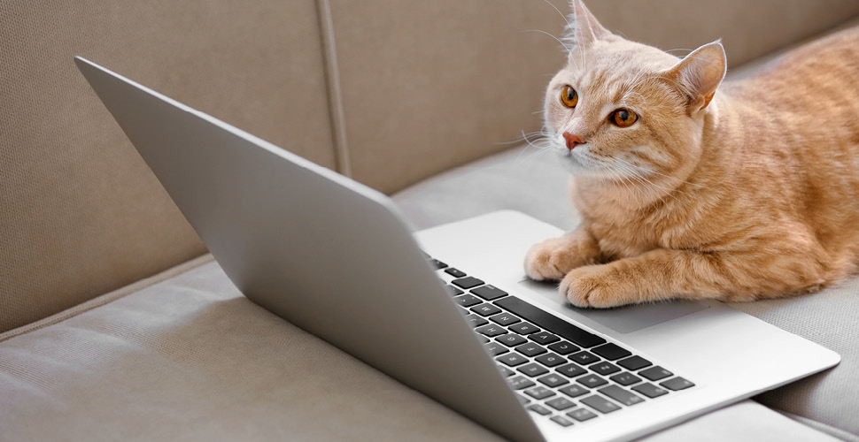 Creating Engaging Social Media Content for Your Pet Care Business: 2023 Trends and Tips