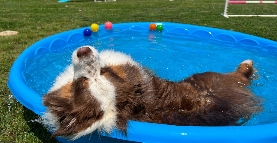 Hosting Fun and Safe Water Activities for Pets: A 2023 and Beyond Guide